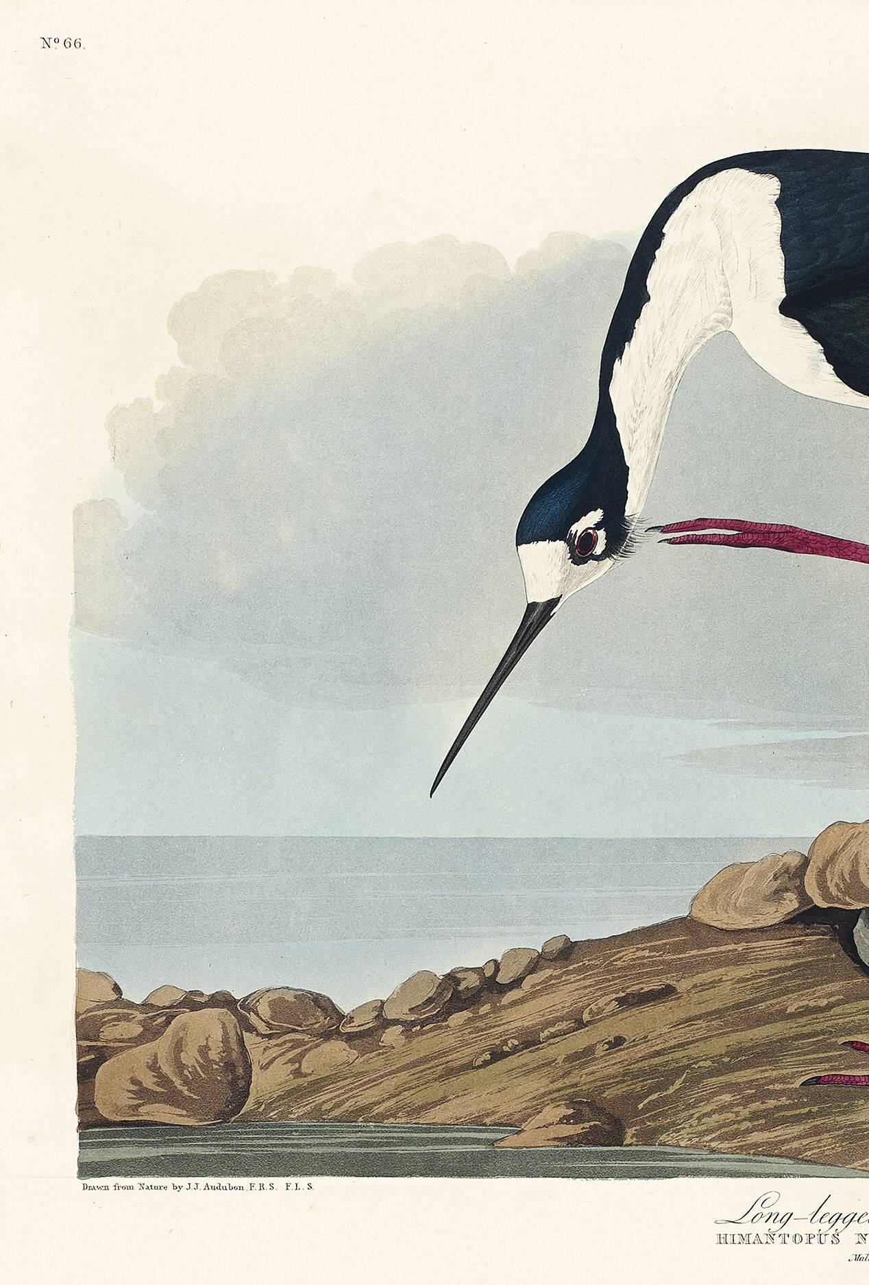 Poster about the American stilt, based on an old engraving from 1827.