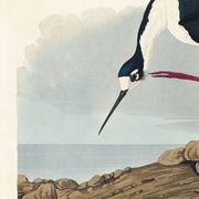Poster about the American stilt, based on an old engraving from 1827.