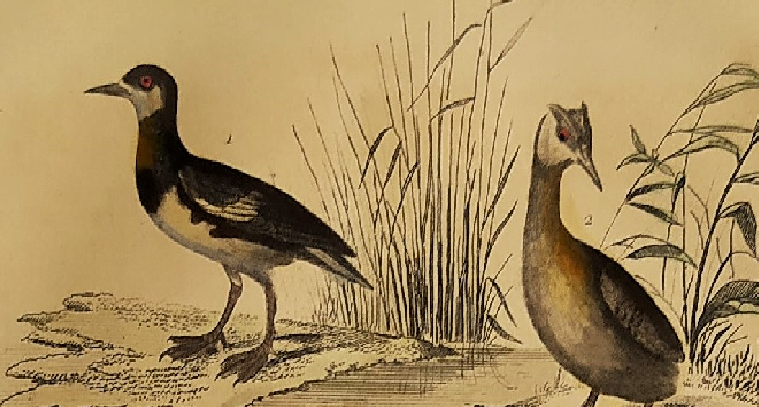 Original ornithological plate " Phalarope ashy - Gray-cheeked hail - &c... Buffon (1837)