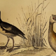 Original ornithological plate " Phalarope ashy - Gray-cheeked hail - &c... Buffon (1837)