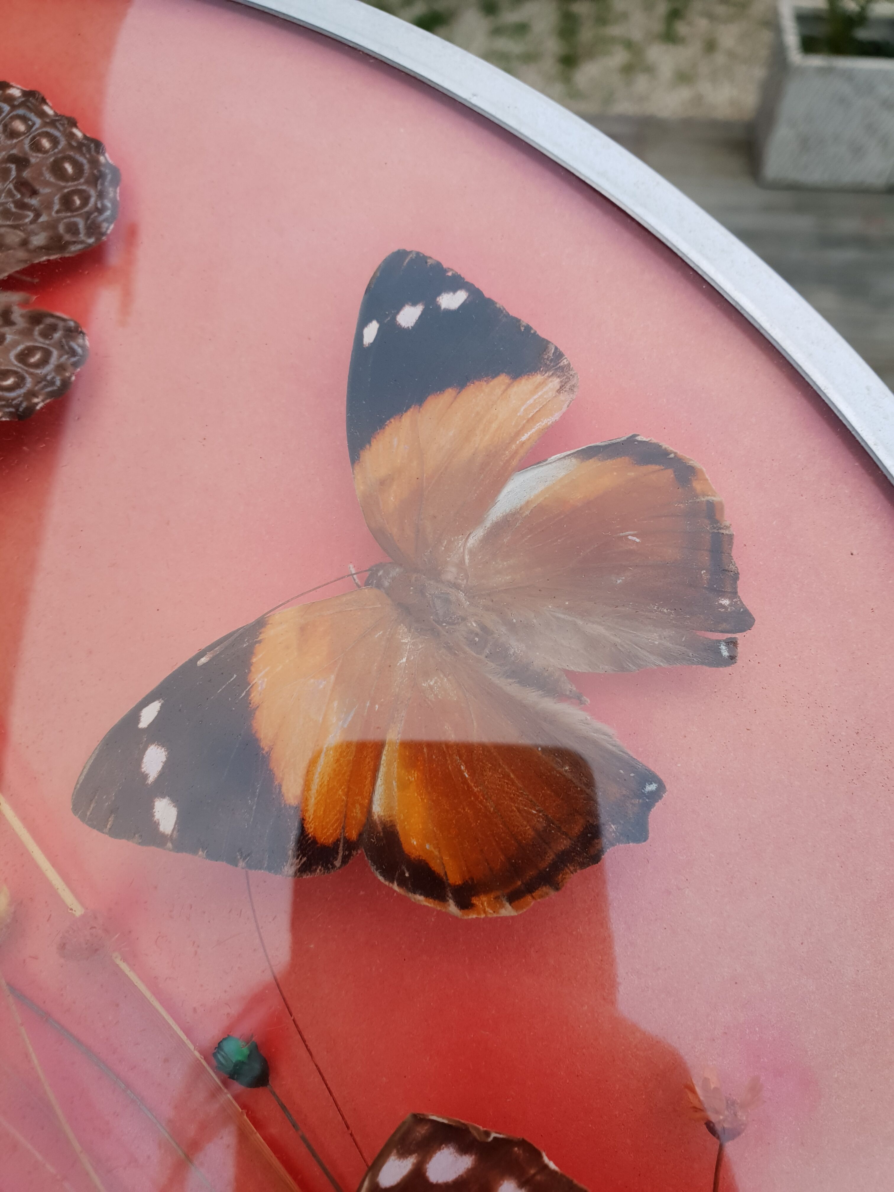 Round frame butterflies naturalized