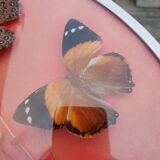Round frame butterflies naturalized