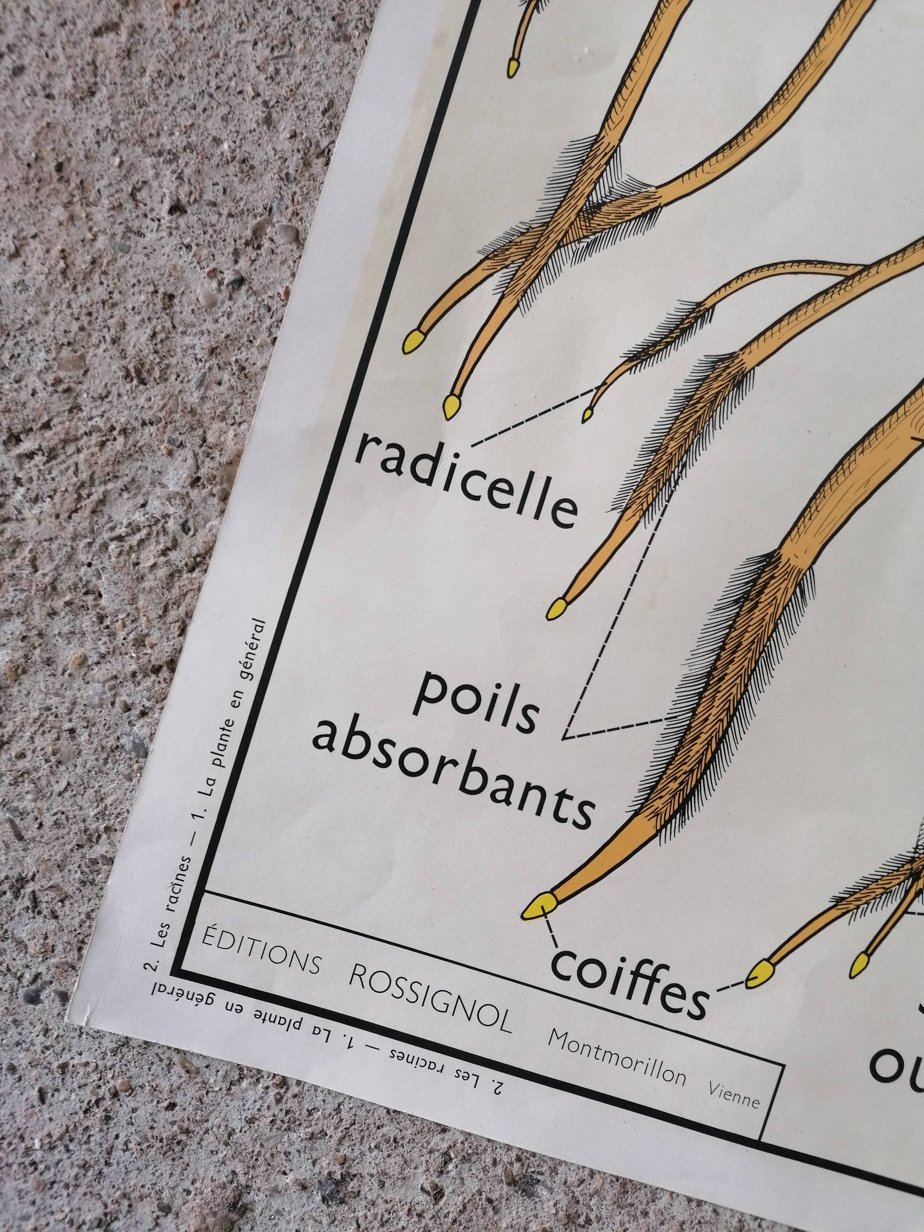 Old Rossignol educational poster: La Plante & Les Racines.