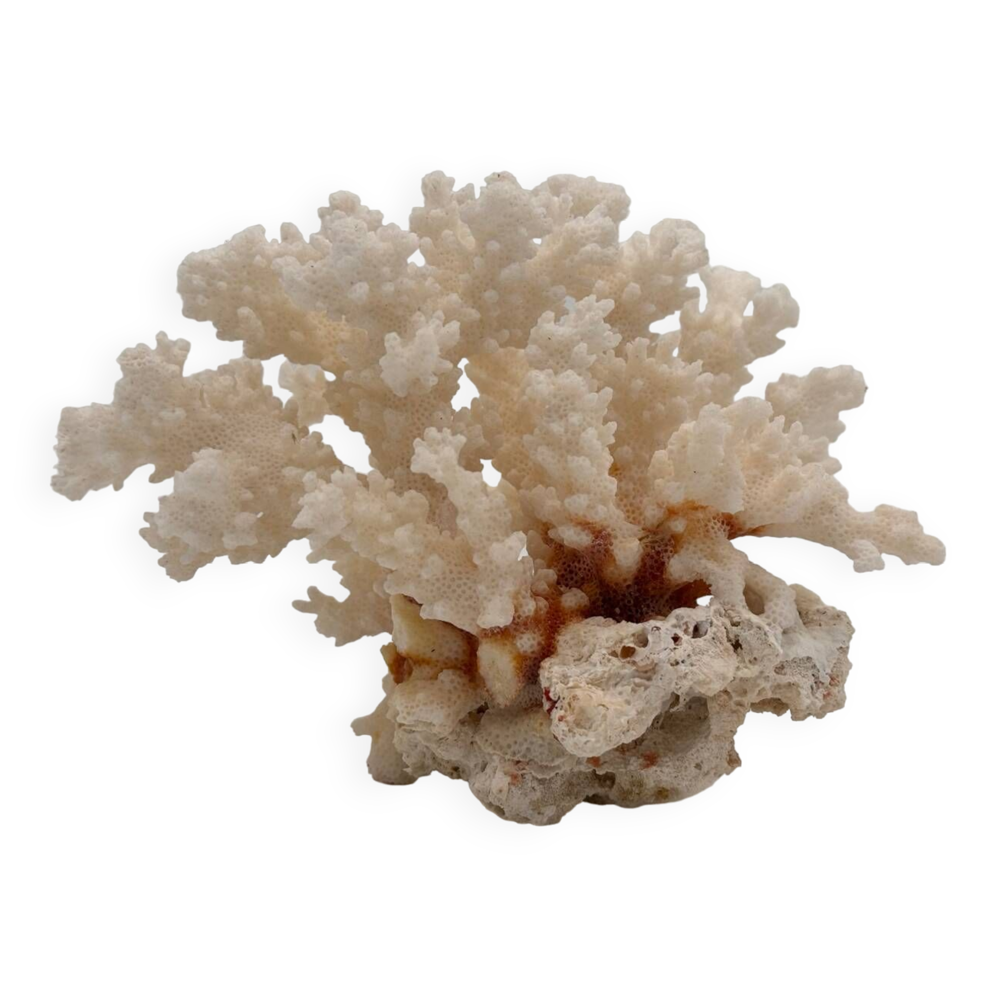 Old white natural coral - 1970s