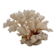 Old white natural coral - 1970s