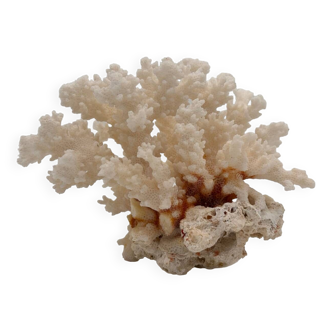 Old white natural coral - 1970s