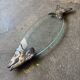 Fish serving dish