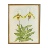 Lithography of Orchidee Board ancient golden frame Deco loft No.2