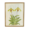 Lithographie d' orchidee planche ancienne cadre doré déco loft nº2