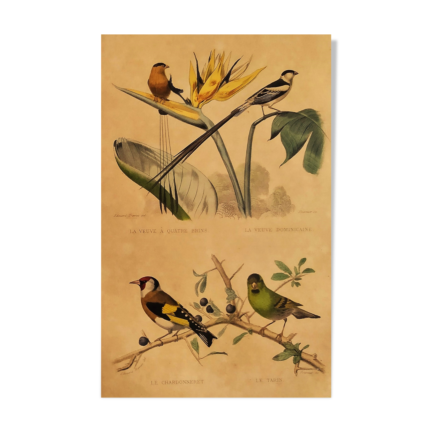 Ornithological board "Veuve to 4 Brins. Dominican - Chardonnert - Tarin" Buffon 1840