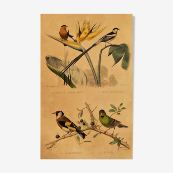 Planche ornithologique "Veuve à 4 Brins..Dominicaine - Chardonnert - Tarin" Buffon 1840