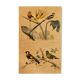 Ornithological board "Veuve to 4 Brins. Dominican - Chardonnert - Tarin" Buffon 1840