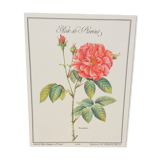 Botanical plate – Louis Pariente, 1986