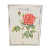 Botanical plate – Louis Pariente, 1986