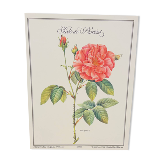 Botanical plate – Louis Pariente, 1986