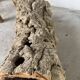 XL cork bark vase