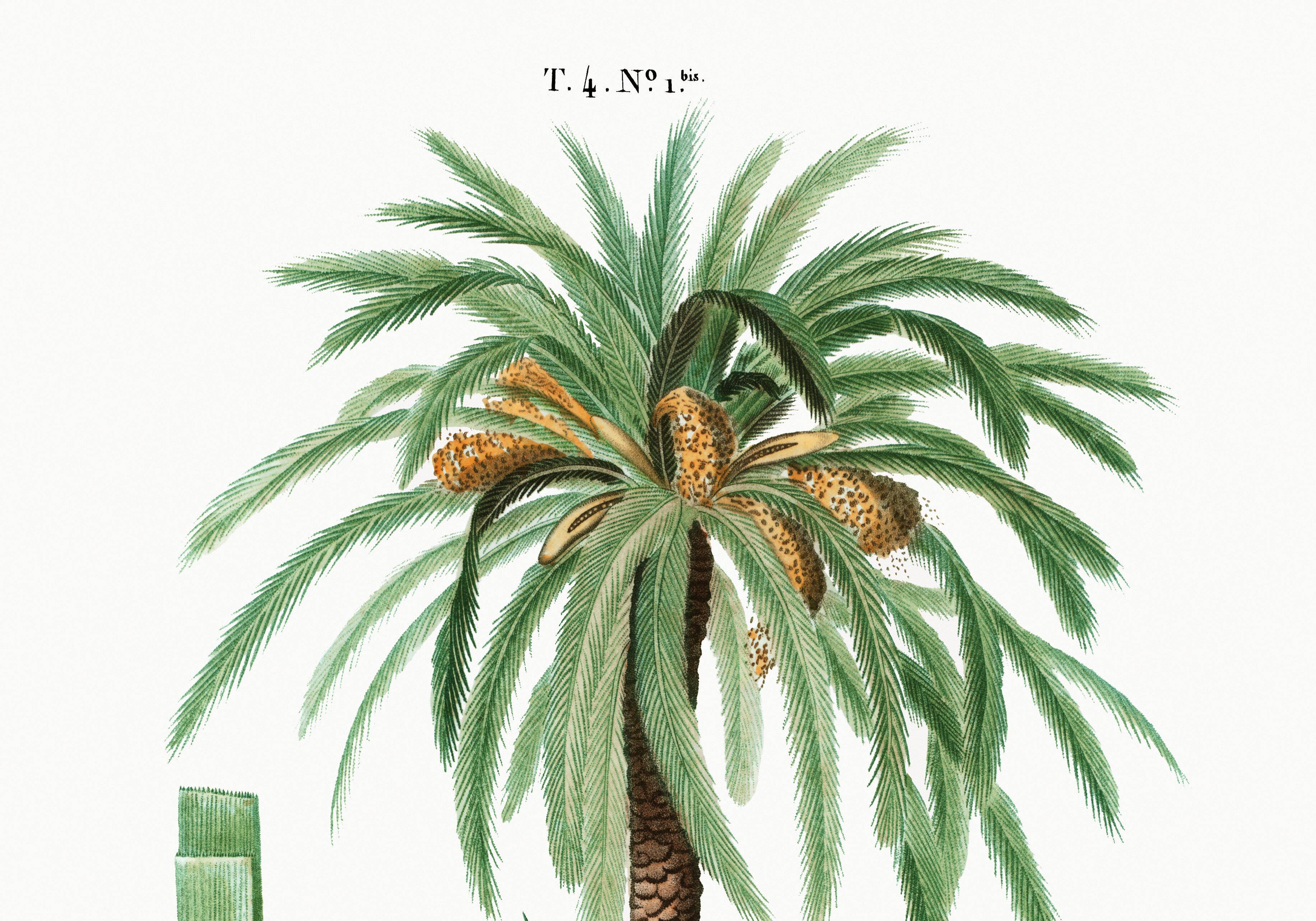 Poster about the date palm, based on an old engraving from 1802