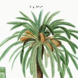 Poster about the date palm, based on an old engraving from 1802
