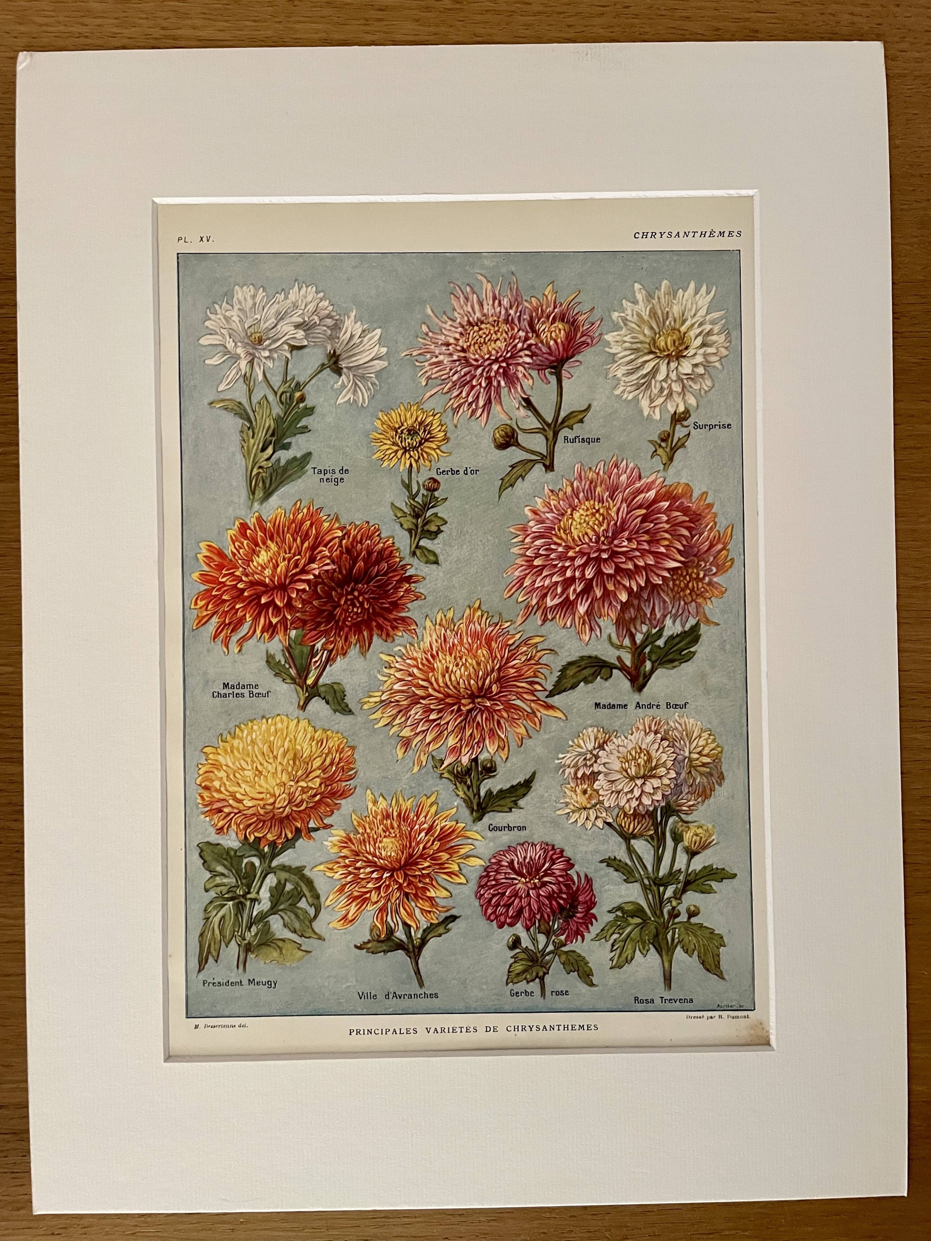 Lithograph on chrysanthemum flowers - 1920