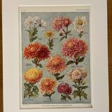Lithograph on chrysanthemum flowers - 1920