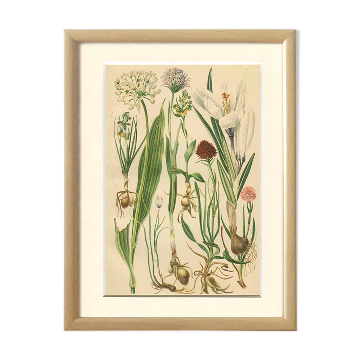 Alpine leek, victory onion snowdon lily crocus orchid