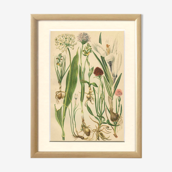 Alpine leek, victory onion snowdon lily crocus orchid