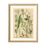 Alpine leek, victory onion snowdon lily crocus orchid