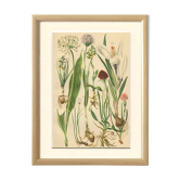 Alpine leek, victory onion snowdon lily crocus orchid