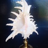 Cabinet of Curiosities 30cm shell on bronze base