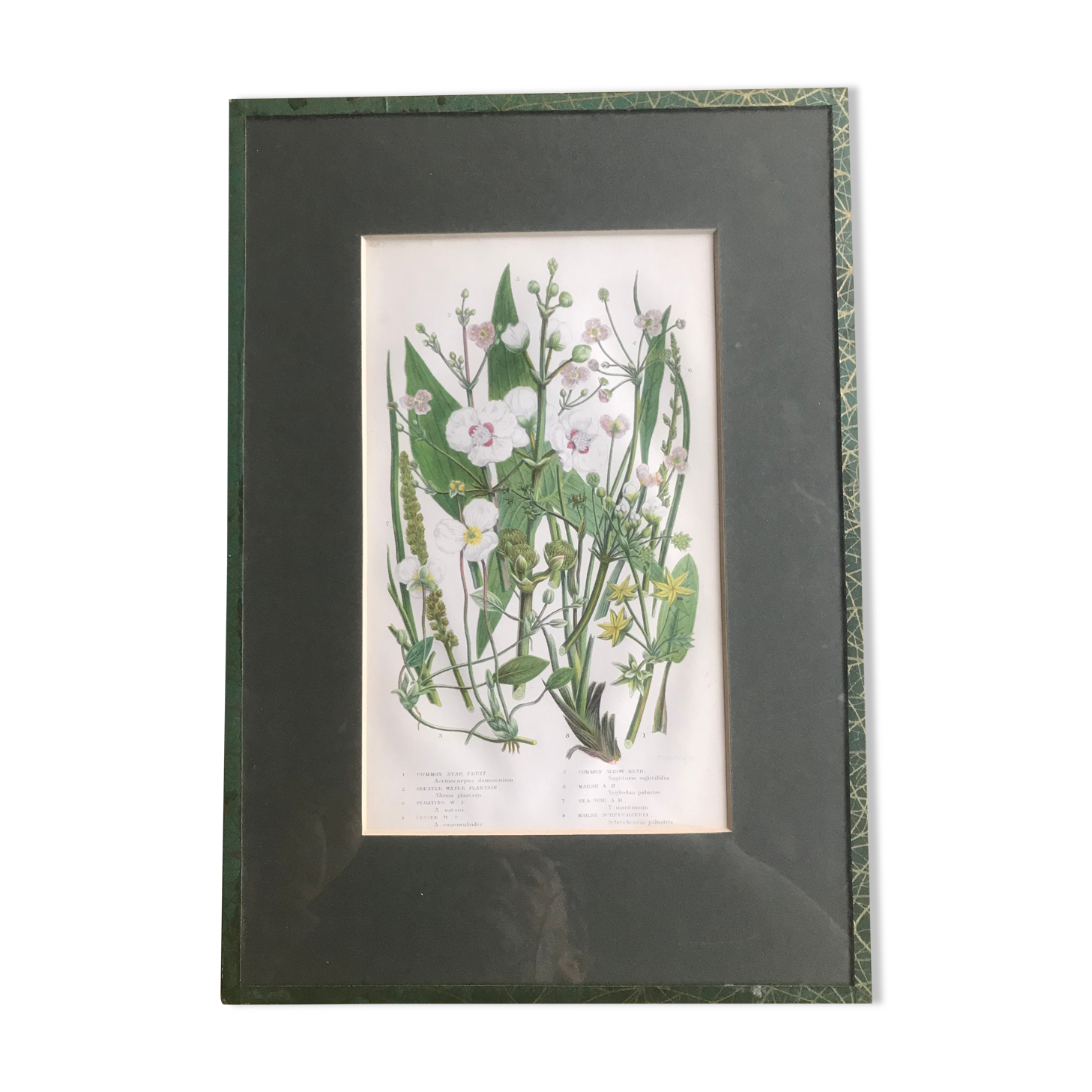 Gravure herbier