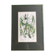 Gravure herbier