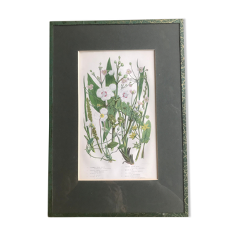 Herbarium engraving