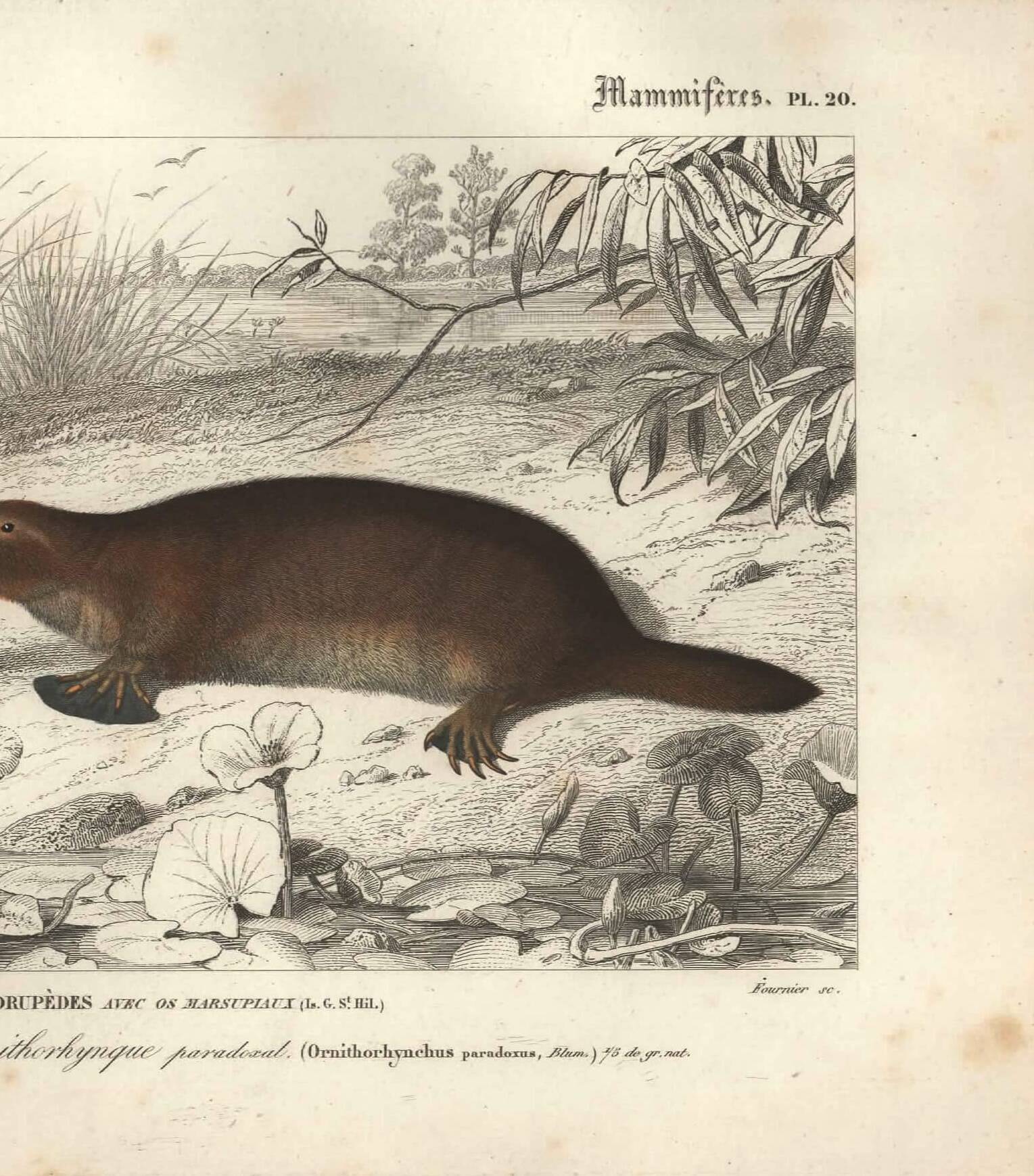 Gravure ancienne 1849 - Ornithorynque par , ovipare, venin, Australie