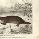 Antique engraving, 1849 - Platypus, oviparous, venom, Australia