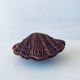 Wicker shell box