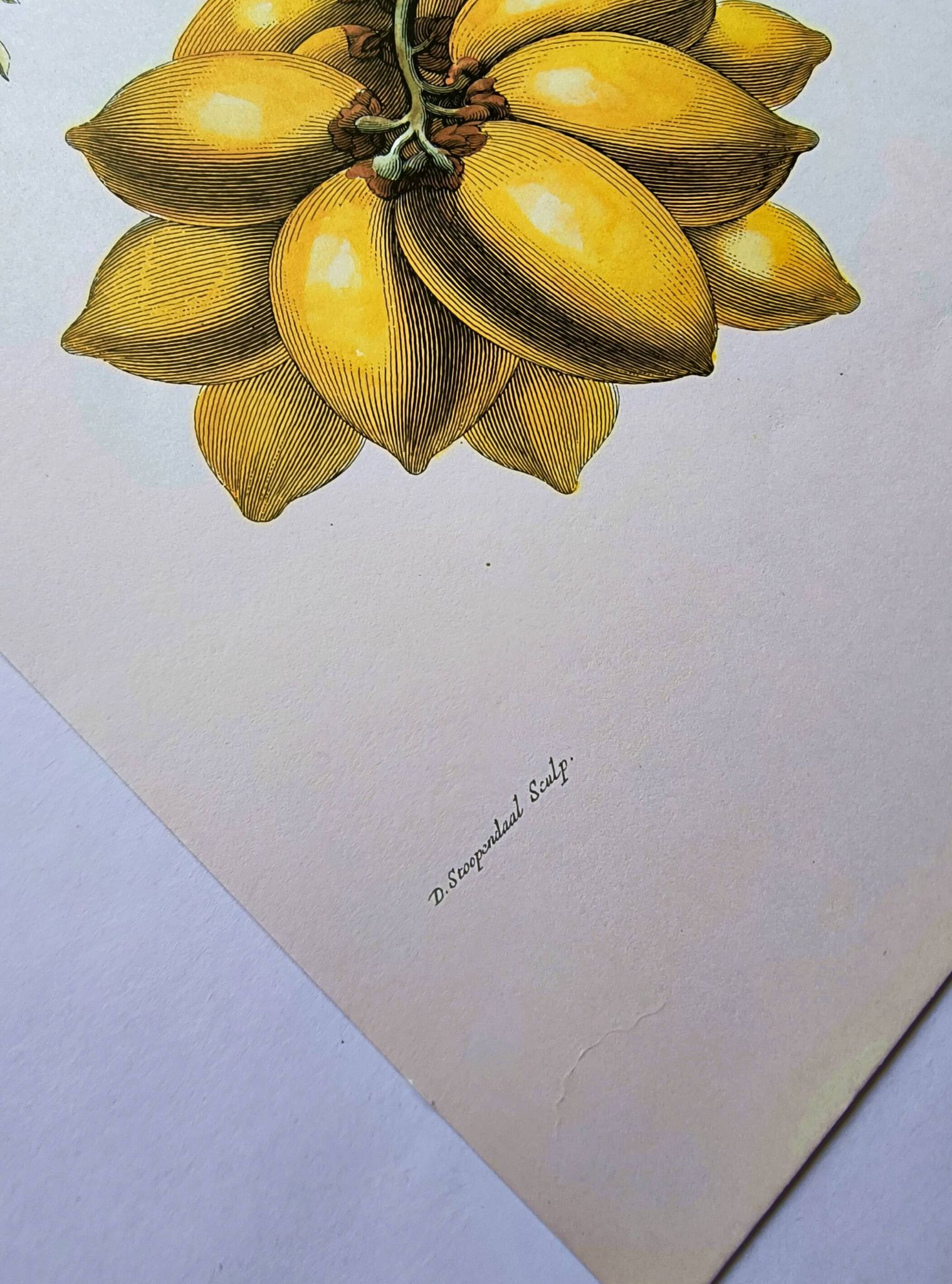 Vintage illustration - Plant with golden fruits by Merian. Antique plate