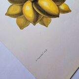 Vintage illustration - Plant with golden fruits by Merian. Antique plate