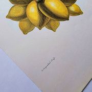 Vintage illustration - Plant with golden fruits by Merian. Antique plate
