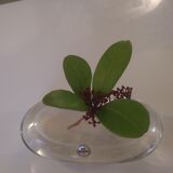 Vase Glasi Hergiswil