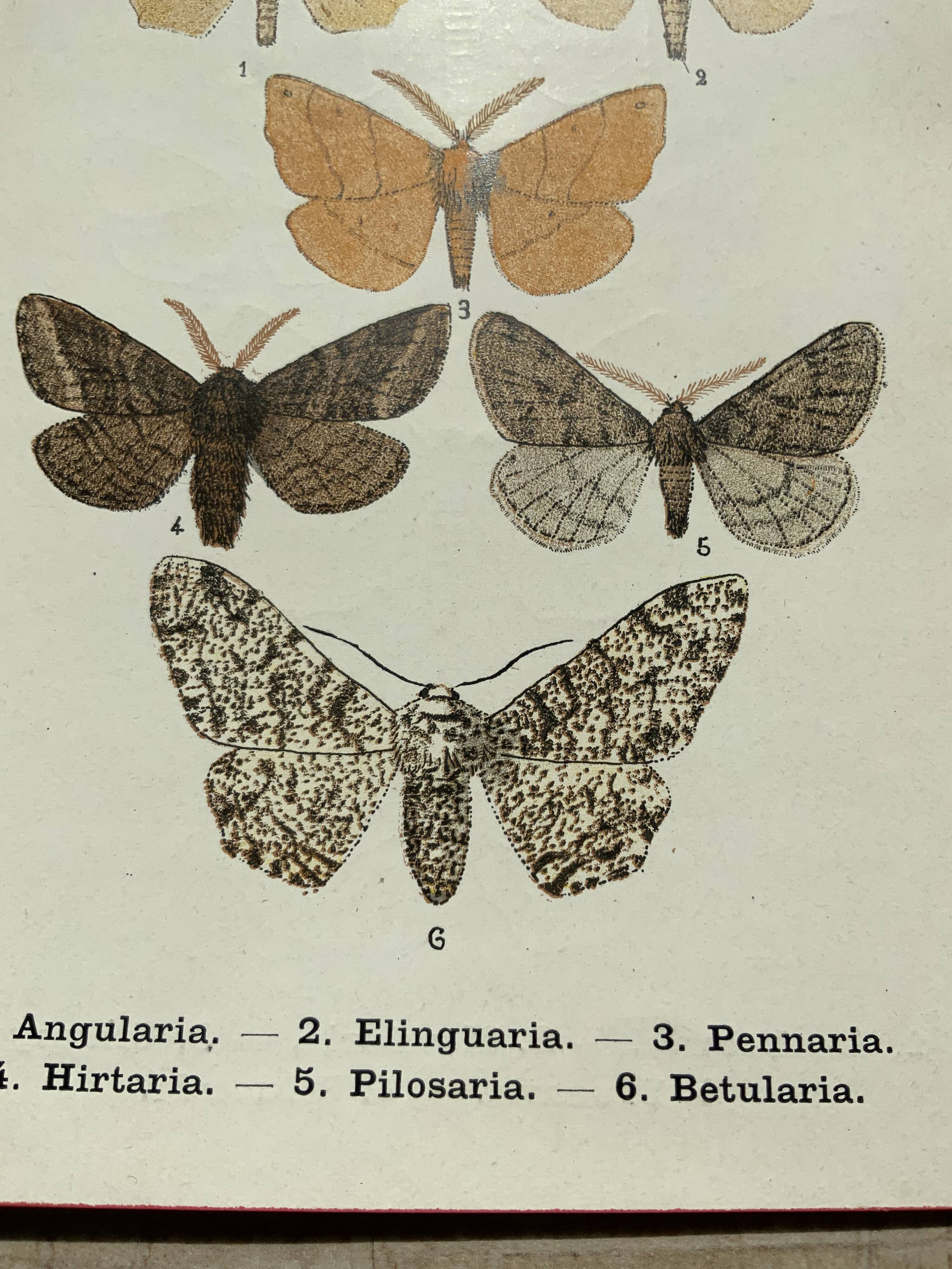 Vintage botanical plate antique engraving 1903 naturalistic work butterflies