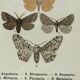 Vintage botanical plate antique engraving 1903 naturalistic work butterflies