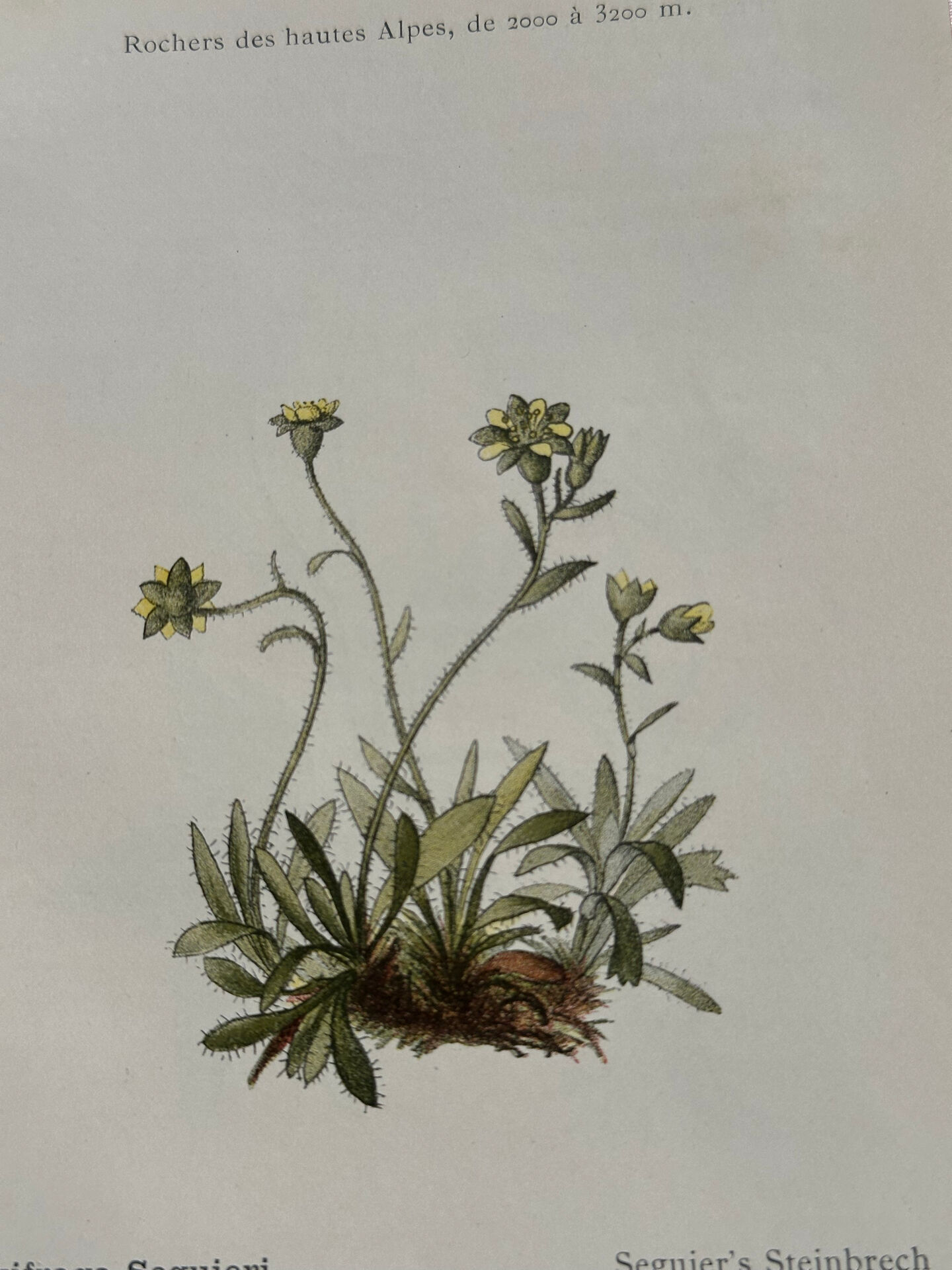 Vintage botanical plate flower and plant from France double-sided