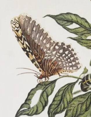 Bestiary plates from the Natural History Museum The butterflies
