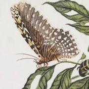 Bestiary plates from the Natural History Museum The butterflies