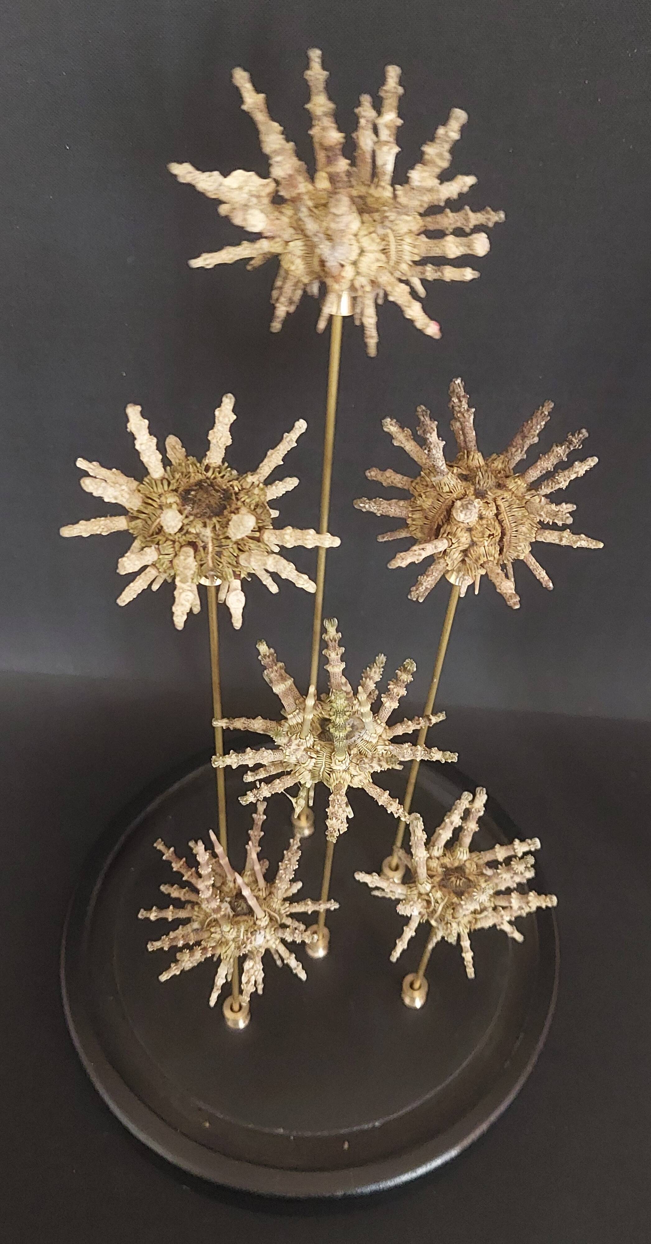 Cabinet of Curiosities globe with sea urchins Plococidaris verticillata