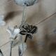 Antique chandelier in cast iron/metal and porcelain