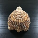 Shell turtle paperweight