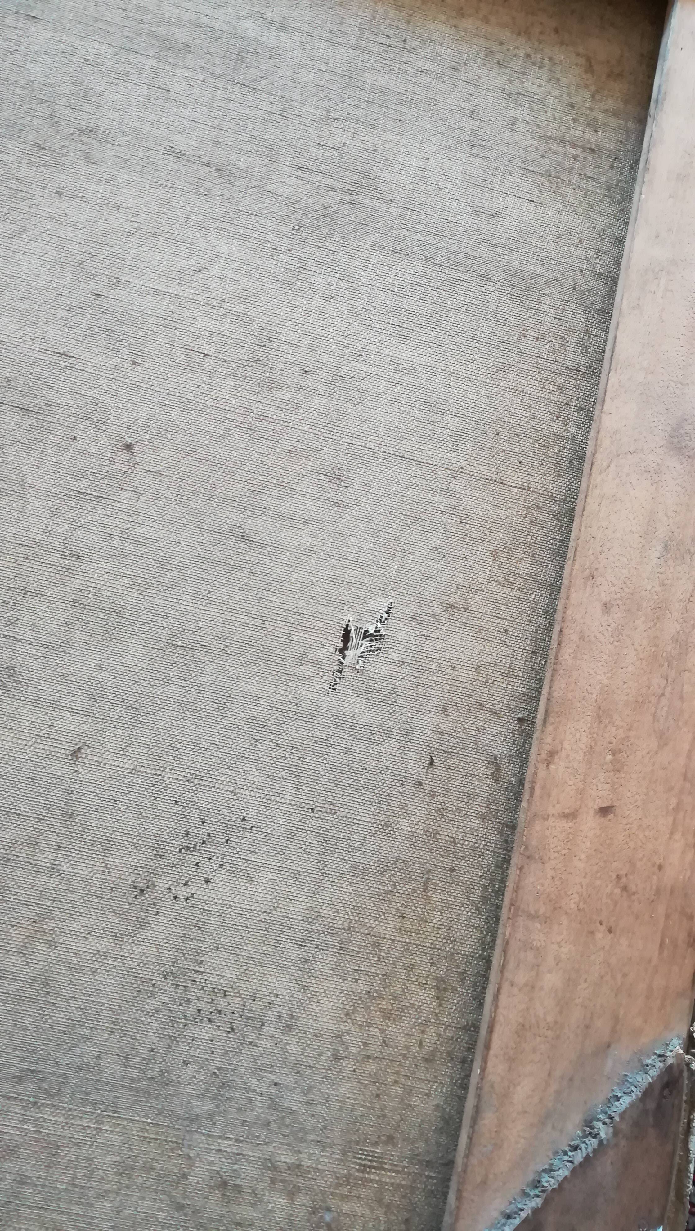 Pair of paintings of flowers