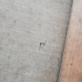 Pair of paintings of flowers