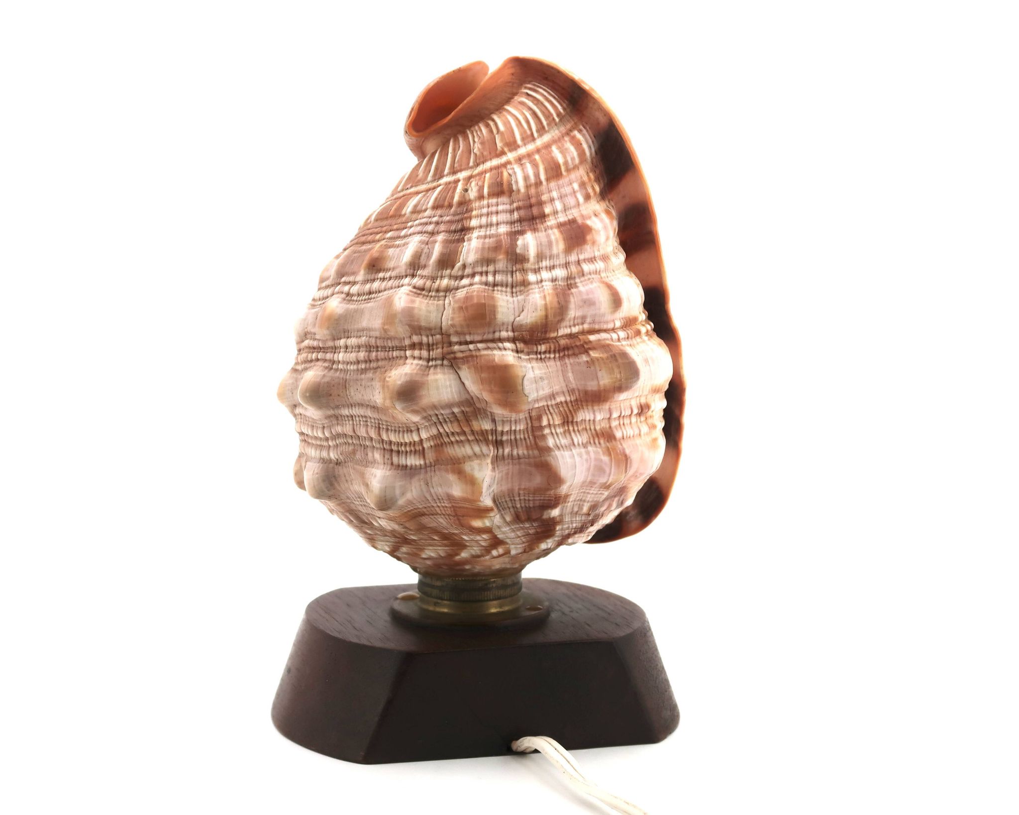 Lampe à poser coquillage naturel et socle en bois, années 60